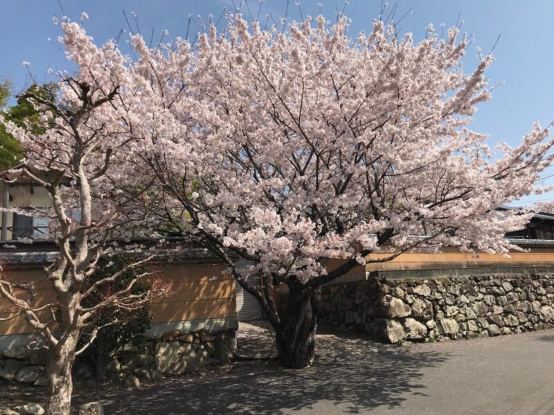 勝持寺横の桜