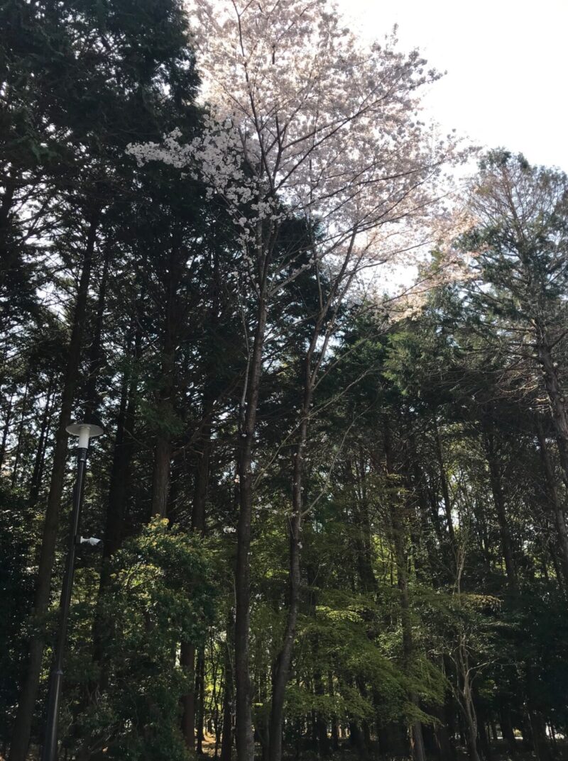大原野神社の背の高い桜