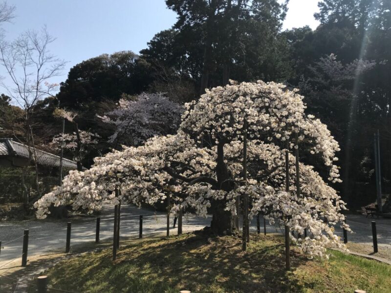 大原野神社の千眼桜