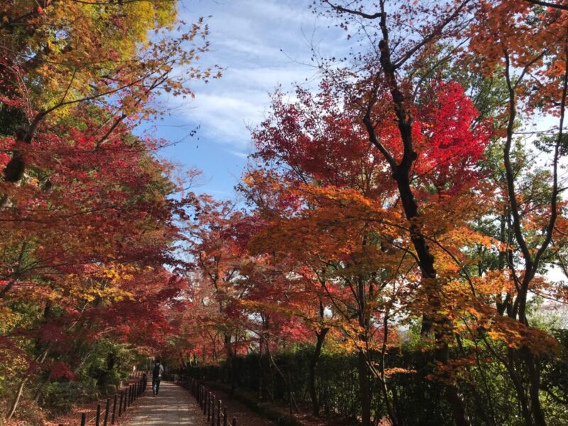 光明寺　もみじ参道