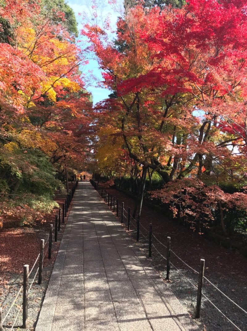 光明寺　もみじ参道